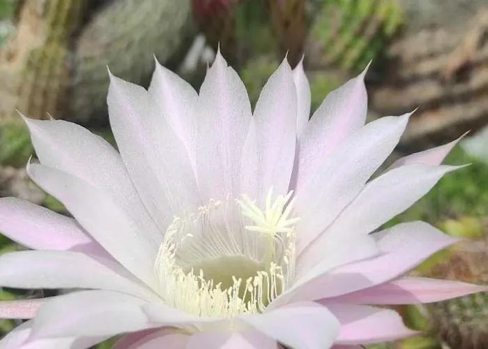 Skofije Ob Parenzani Spodnje Skofije