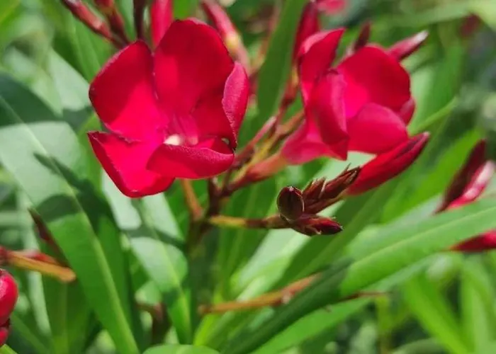 Hostel Skofije Ob Parenzani *