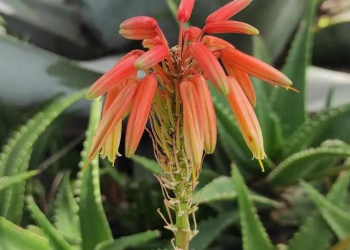 Auberge de jeunesse Skofije Ob Parenzani Spodnje Skofije