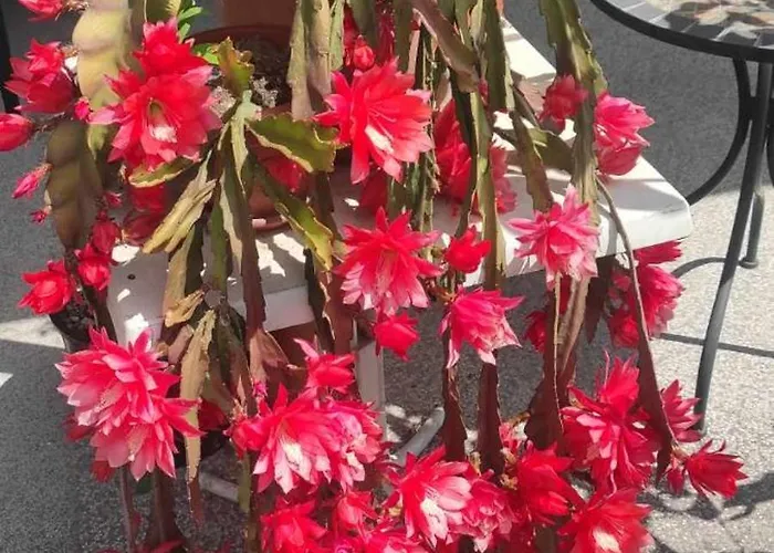 Skofije Ob Parenzani * Spodnje Skofije